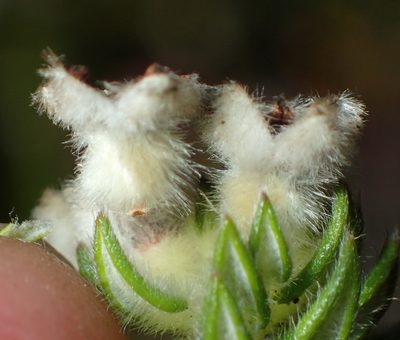 Phylica purpurea, photographed by Nicola van Berkel