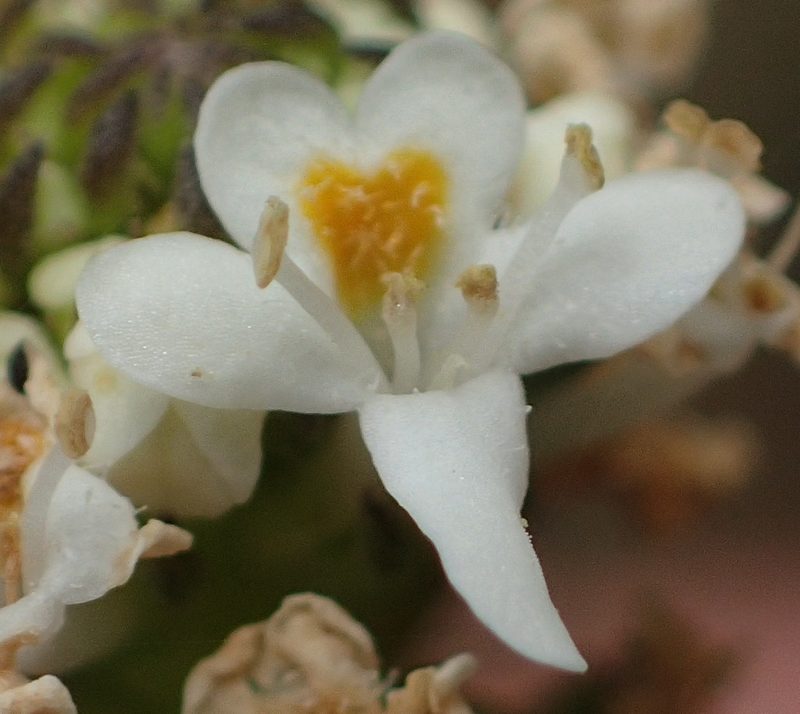 Pseudoselago outeniquensis, photographed by Nicola van Berkel