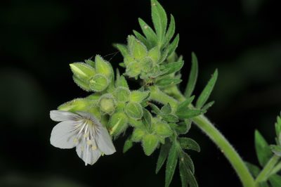 Polemonium foliosissimum, photographed by Tom Kennedy