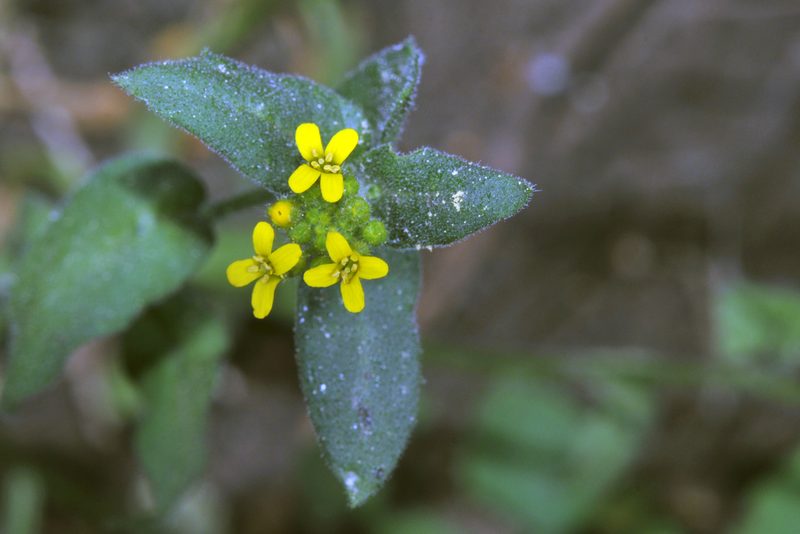 Draba helleriana, photographed by Tom Kennedy