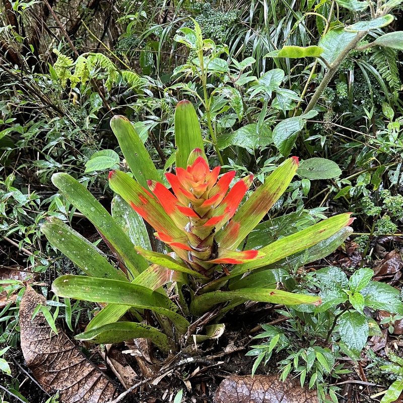 Guzmania gloriosa, photographed by Sue Carnahan