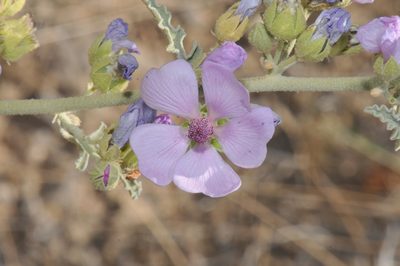 Sphaeralcea polychroma, photographed by Tom Kennedy