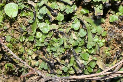 Targionia hypophylla, photographed by Rafael Medina