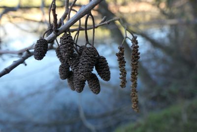 Alnus lusitanica, photographed by Rafael Medina
