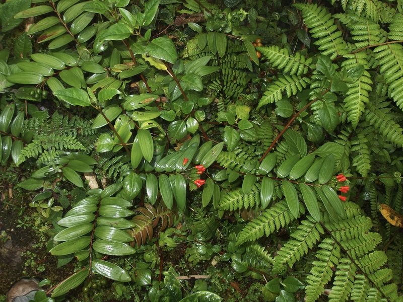 Bomarea distichifolia, photographed by Sue Carnahan