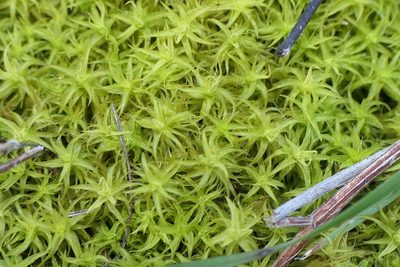 Pleurochaete squarrosa, photographed by Rafael Medina