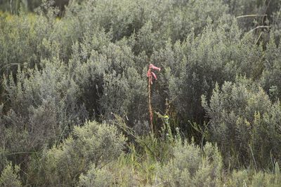 Watsonia aletroides, photographed by Tony Rebelo