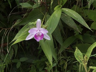 Sobralia rosea, photographed by Sue Carnahan