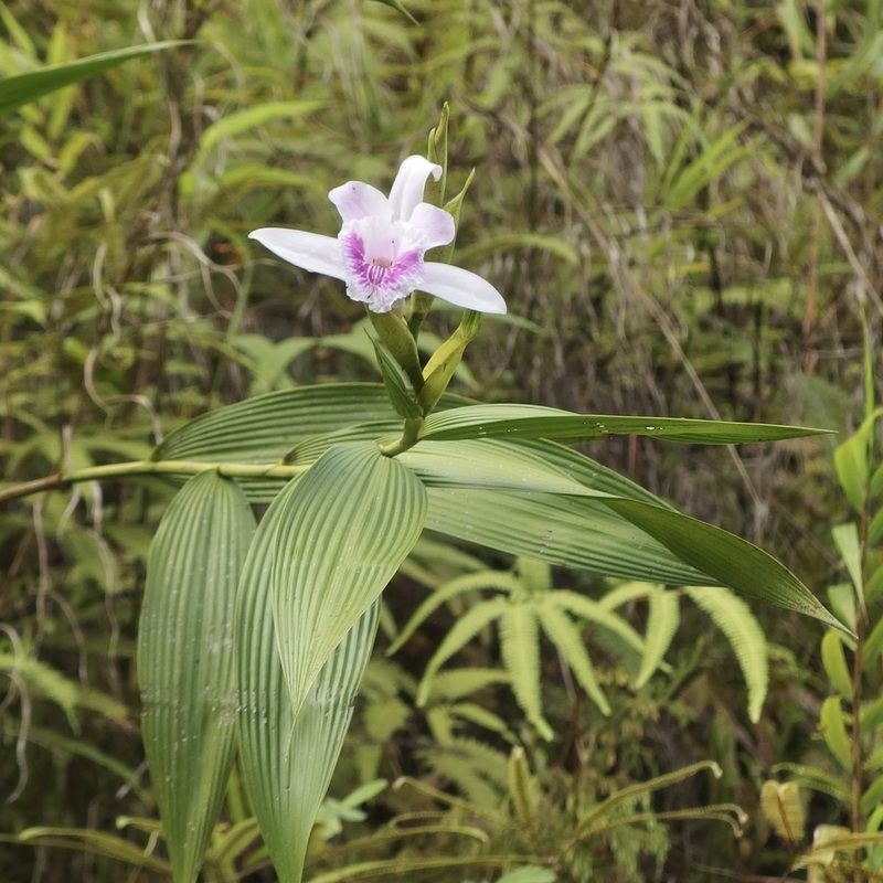 Sobralia rosea, photographed by Sue Carnahan