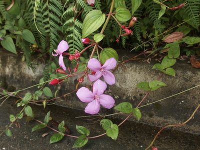 Arthrostemma ciliatum, photographed by Sue Carnahan