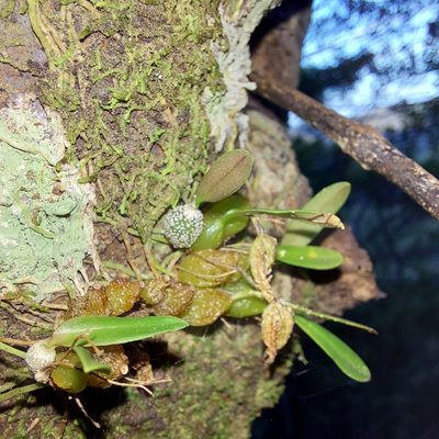 Bulbophyllum tuberculatum, photographed by Robert Vennell