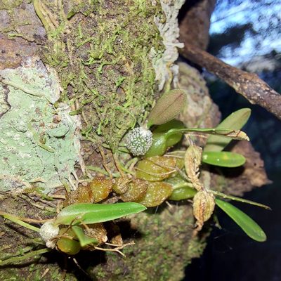 Bulbophyllum tuberculatum, photographed by Robert Vennell
