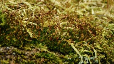 Ptychomitrium incurvum, photographed by Michael J. Papay