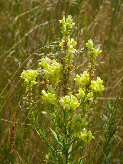 Linaria biebersteinii, photographed by Galyna Mykytynets