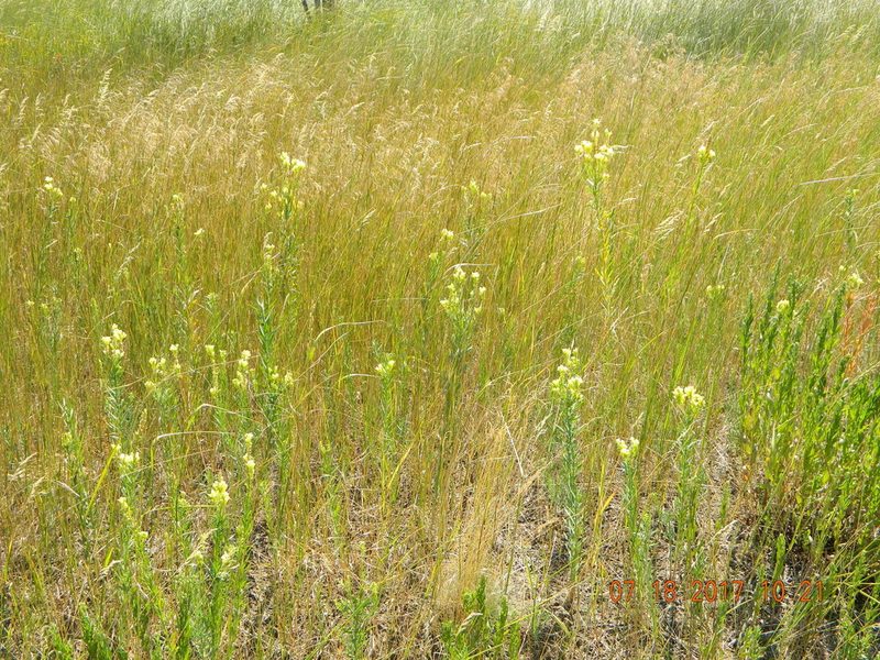 Linaria biebersteinii, photographed by Galyna Mykytynets