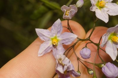 Solanum laxum, photographed by Fernando Sessegolo