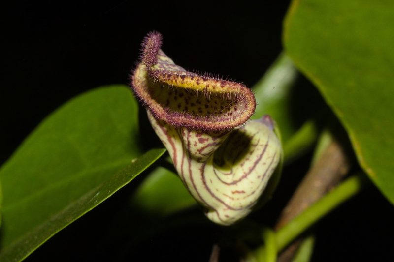 Aristolochia triangularis, photographed by Fernando Sessegolo