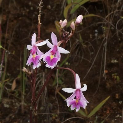 Epidendrum calanthum, photographed by Sue Carnahan