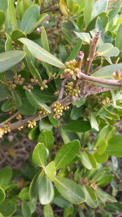 Myrsine parvifolia, photographed by JG