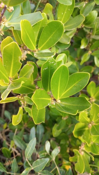 Myrsine parvifolia, photographed by JG