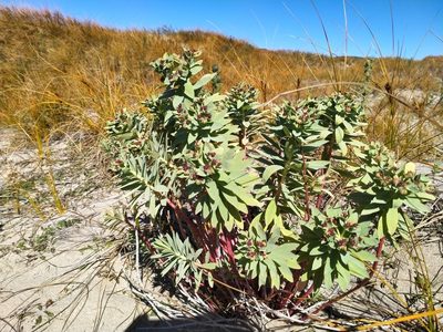 Euphorbia glauca, photographed by John Barkla