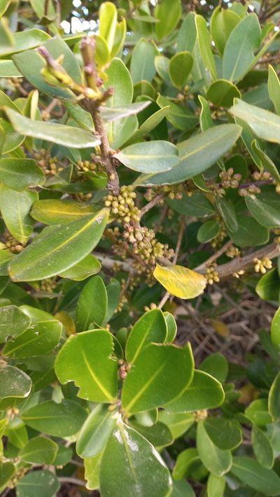 Myrsine parvifolia, photographed by JG