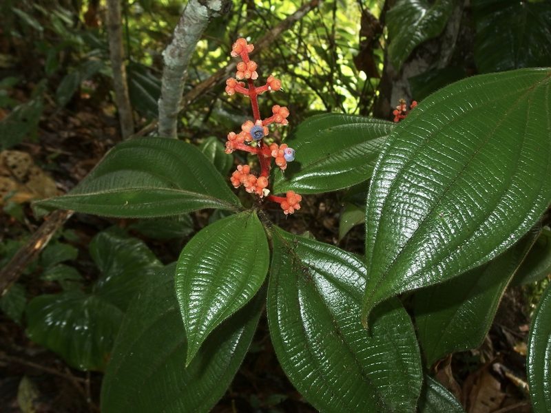 Miconia nervosa, photographed by Sue Carnahan
