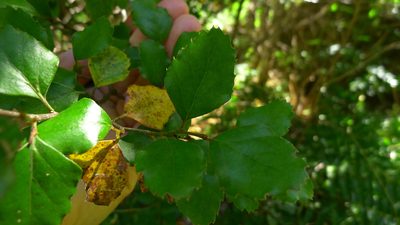 Nothofagus fusca, photographed by Sarah Richardson