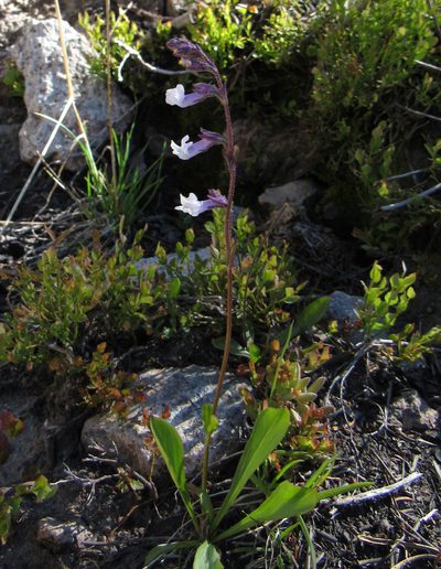 Chionophila tweedyi, photographed by Wendy McCrady