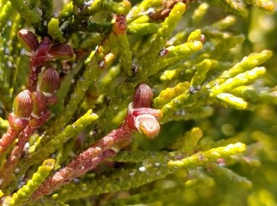 Halocarpus bidwillii, photographed by John Barkla