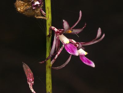 Dipodium variegatum, photographed by Tony Eales