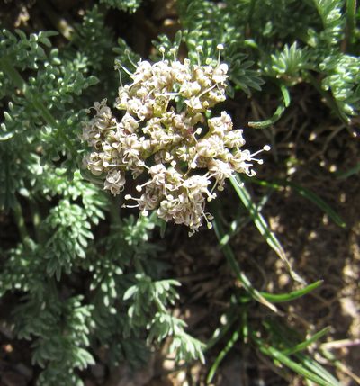 Cymopterus nivalis, photographed by Wendy McCrady