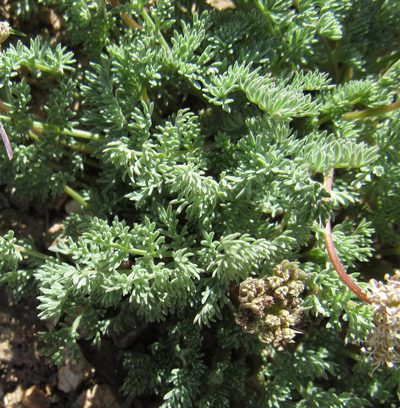 Cymopterus nivalis, photographed by Wendy McCrady
