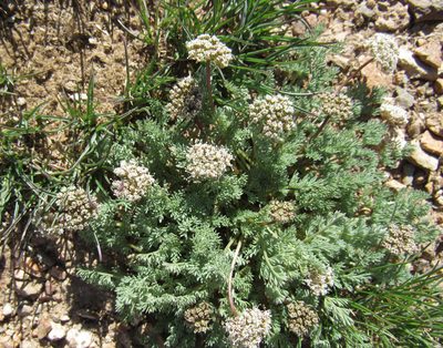 Cymopterus nivalis, photographed by Wendy McCrady