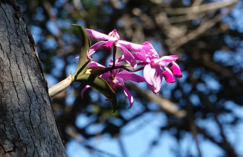 Cattleya violacea, photographed by Paul Prior