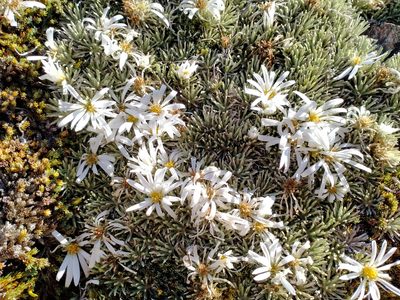Celmisia sessiliflora, photographed by John Barkla