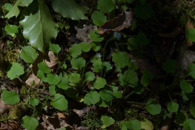 Lagenophora strangulata, photographed by Christopher Stephens
