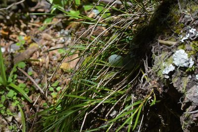 Earina mucronata, photographed by Christopher Stephens