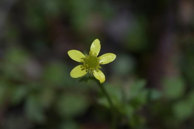 Ranunculus reflexus, photographed by Christopher Stephens
