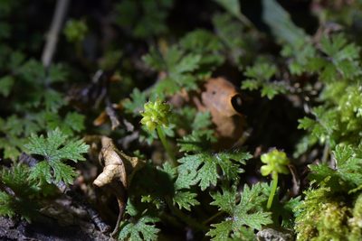 Hydrocotyle dissecta, photographed by Christopher Stephens