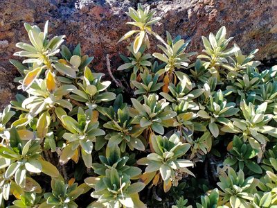 Brachyglottis revoluta, photographed by John Barkla