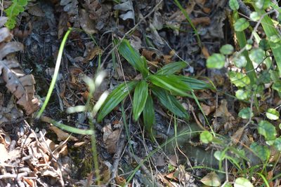 Celmisia spectabilis, photographed by Christopher Stephens