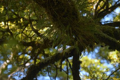 Earina mucronata, photographed by Christopher Stephens