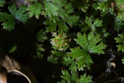 Hydrocotyle dissecta, photographed by Christopher Stephens
