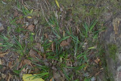 Libertia micrantha, photographed by Christopher Stephens