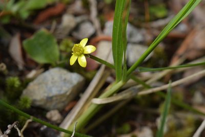 Ranunculus reflexus, photographed by Christopher Stephens