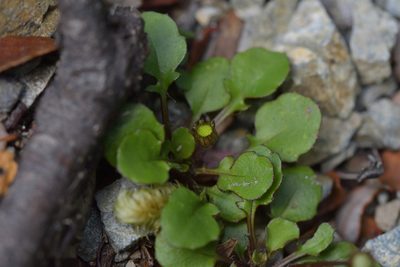 Lagenophora pumila, photographed by Christopher Stephens
