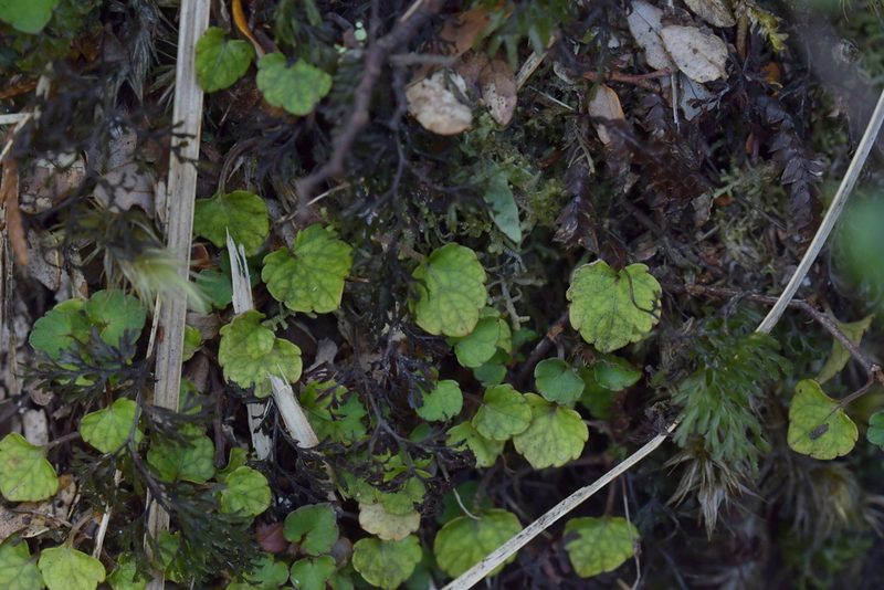 Viola filicaulis, photographed by Christopher Stephens