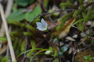Gentianella grisebachii, photographed by Christopher Stephens