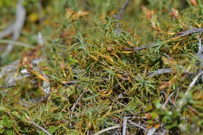 Dracophyllum recurvum, photographed by Christopher Stephens